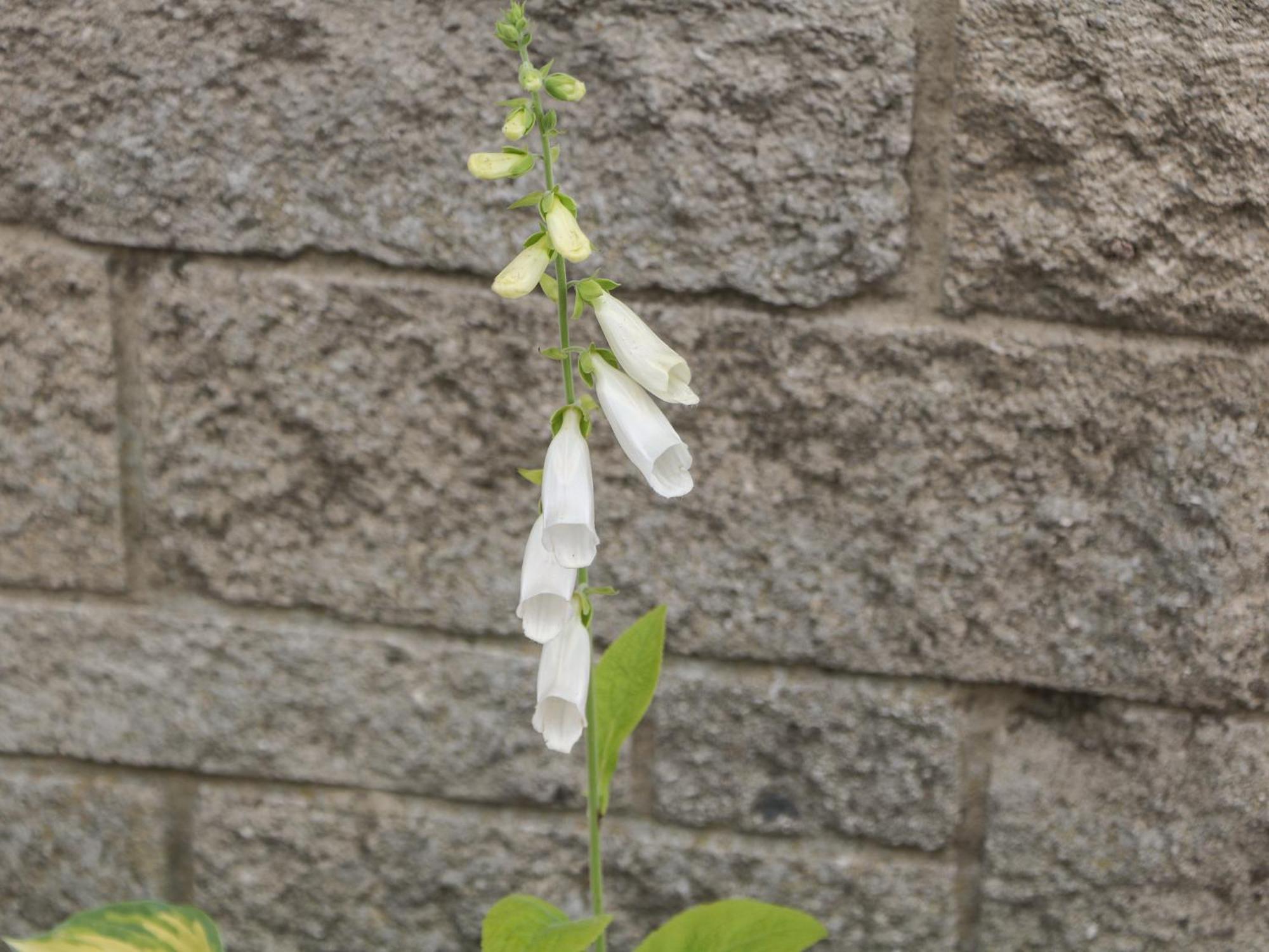 Foxgloves Castleton  Exterior foto